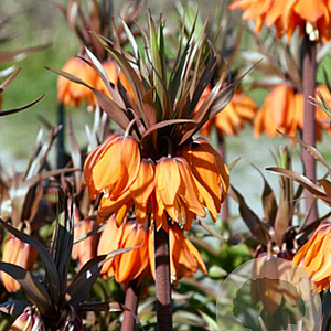 Fritillaria 'imp. Sunset' verpakt per 10