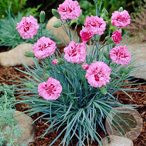 Dianthus 'Rosenkuchen' GM P9