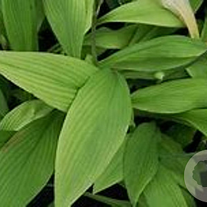 Hosta rectifolia GM volle grond
