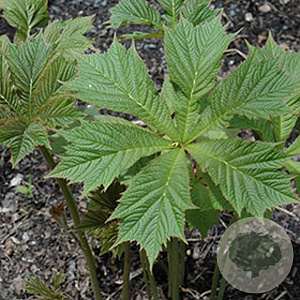Rodgersia podophylla 'Smaragd' GM P9