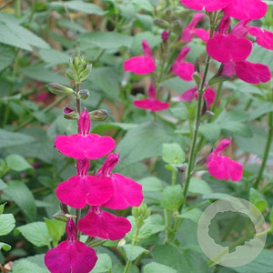 Salvia microphylla 'Cerise' GM P9