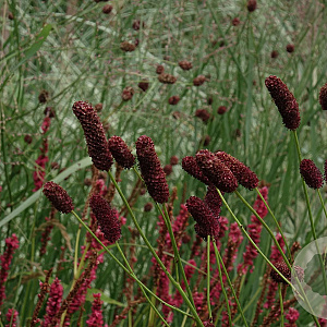 Sanguisorba tenuifolia 'Atropurpurea' GM P9