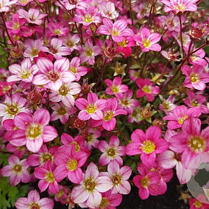 Saxifraga arendsii GM P9