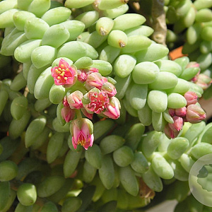 Sedum 'Morganianum' GM P9