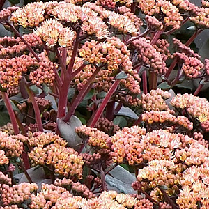 Sedum 'Orange Xenox' GM P9