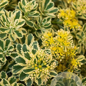 Sedum takesimense GM P9