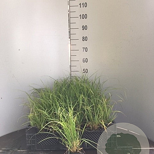 Stipa brachytricha GM P9