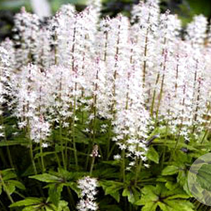 Tiarella 'Iron Butterfly' GM P9
