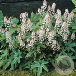 Tiarella 'Pink Bouquet' GM P9