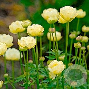 Trollius 'Alabaster' GM P9