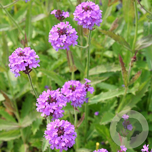 Verbena rigida 'Venosa' GM P9