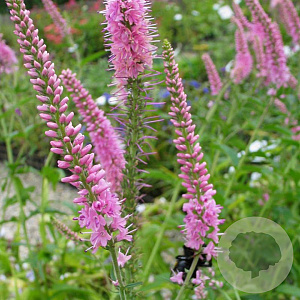 Veronica 'Pink Damask' GM P9