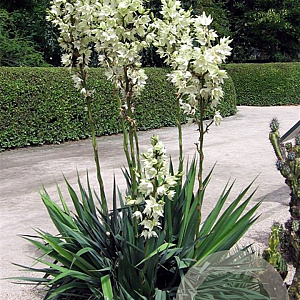Yucca flaccida GM 1.5