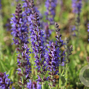 Salvia nem. 'Rügen' GM P9