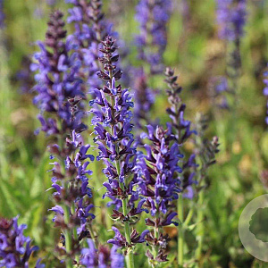 Salvia nem. 'Rügen' GM P9