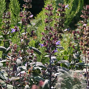 Salvia off Atropurpurascens GM P9