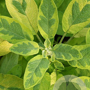 Salvia off. 'Icterina' GM P9