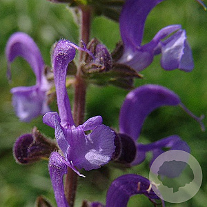 Salvia pratensis GM P9