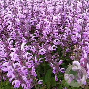 Salvia pratensis 'Pink Delight' GM P9