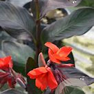 Canna 'Black Night' GM 1.5