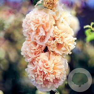 Alcea rosea 'Chater's Double Salmon Pink' GM P9