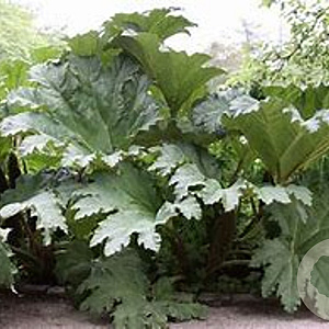 Gunnera tinctoria GM 2,5L