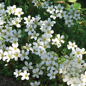 Saxifraga arendsii 'Pixie White' GM P9