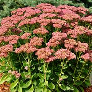 Sedum autumn joy GM P9