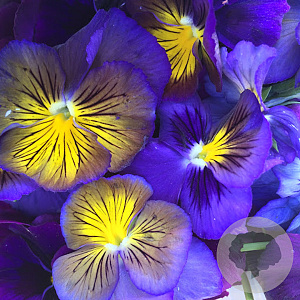 Viola Hybrida blauw geel GM P9