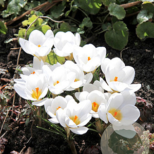 Crocus chr. Ard Schenk 5 cm verpakt per 100