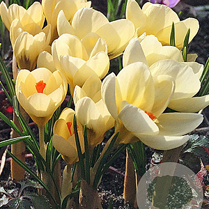 Crocus chr. Cream Beauty 5 cm verpakt per 100