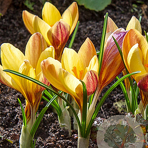 Crocus chr. Fuscotinctus 5 cm verpakt per 100