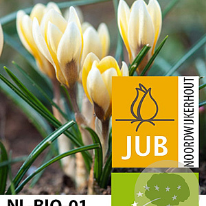 Crocus chr. Romance 5 cm verpakt per 100