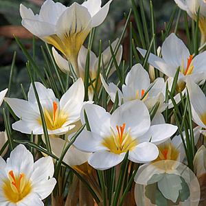 Crocus chr. Snowbunting 5 cm verpakt per 100