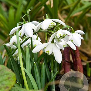 Galanthus nivalis Flore Pleno 5 cm verpakt per 100