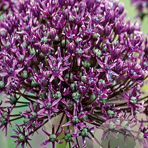 Allium Miami 10 cm verpakt per 100
