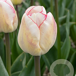 Tulipa Hugs And Kisses 12 cm verpakt per 100
