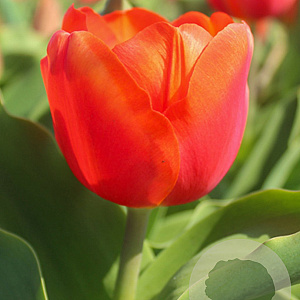 Tulipa Orange Sherpa 12 cm verpakt per 100