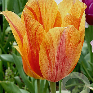 Tulipa El Nino 12 cm verpakt per 100