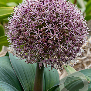 Allium Red Giant 14-16 cm verpakt per 100