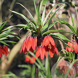 Fritillaria imp. Red Beauty 20 cm verpakt per 10