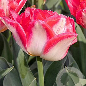 Tulipa Pink Delight 11-12 cm verpakt per 100