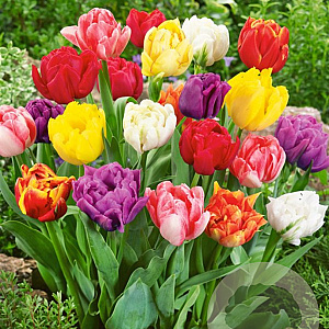 Tulipa Double Early Mix 11-12 cm verpakt per 100