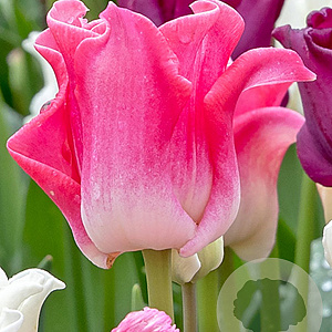Tulipa Crown Of Dynasty 11-12 cm verpakt per 100