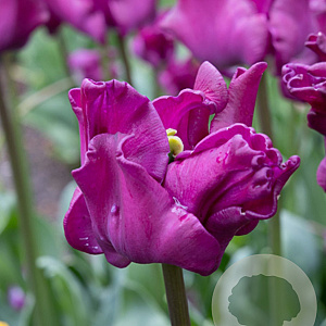 Tulipa Crown Of Negrita 11-12 cm verpakt per 100