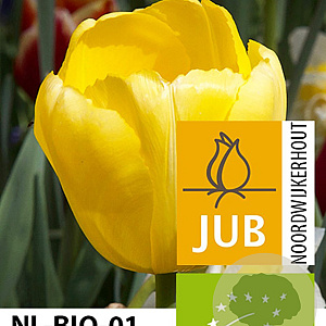 Tulipa Novi Sun 11-12 cm verpakt per 100