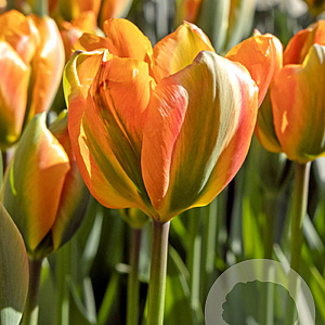 Tulipa Orange Marmelade 11-12 cm verpakt per 100