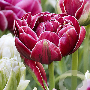Tulipa Dream Touch 11-12 cm verpakt per 100