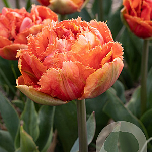 Tulipa Brisbane 11-12 cm verpakt per 100