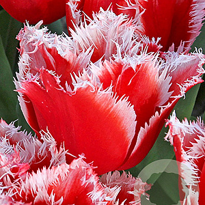 Tulipa New Santa 11-12 cm verpakt per 100